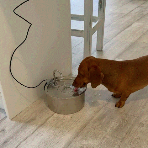 Pet Loopβ’  - Filtered Water Fountain